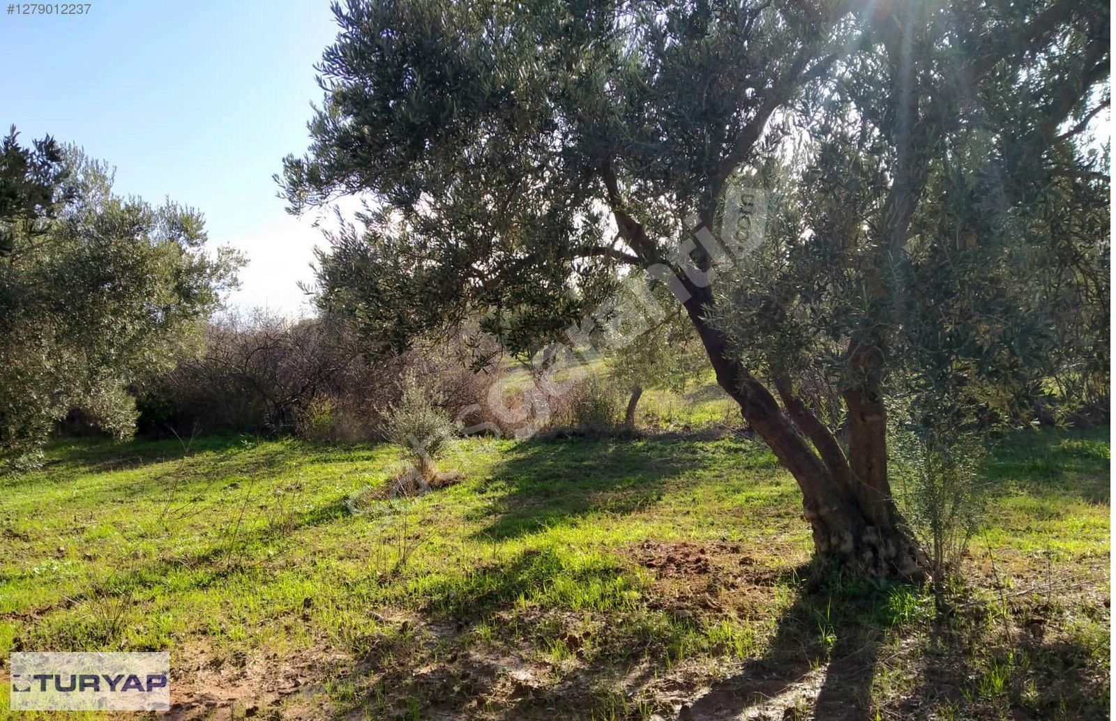 Bergama Zeytindağda 2577 m² Zeytinlik Yatırıma Uygun Fırsat!