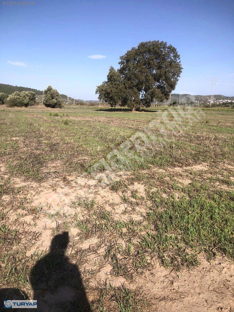 MUMCULAR SATILIK FIRSAT TARLA 3.500 M2