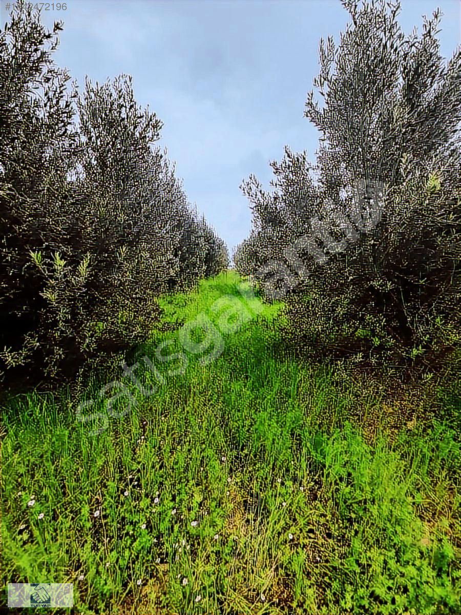 BUCAKŞEYHLER DE YATIRIMLIK TARLA