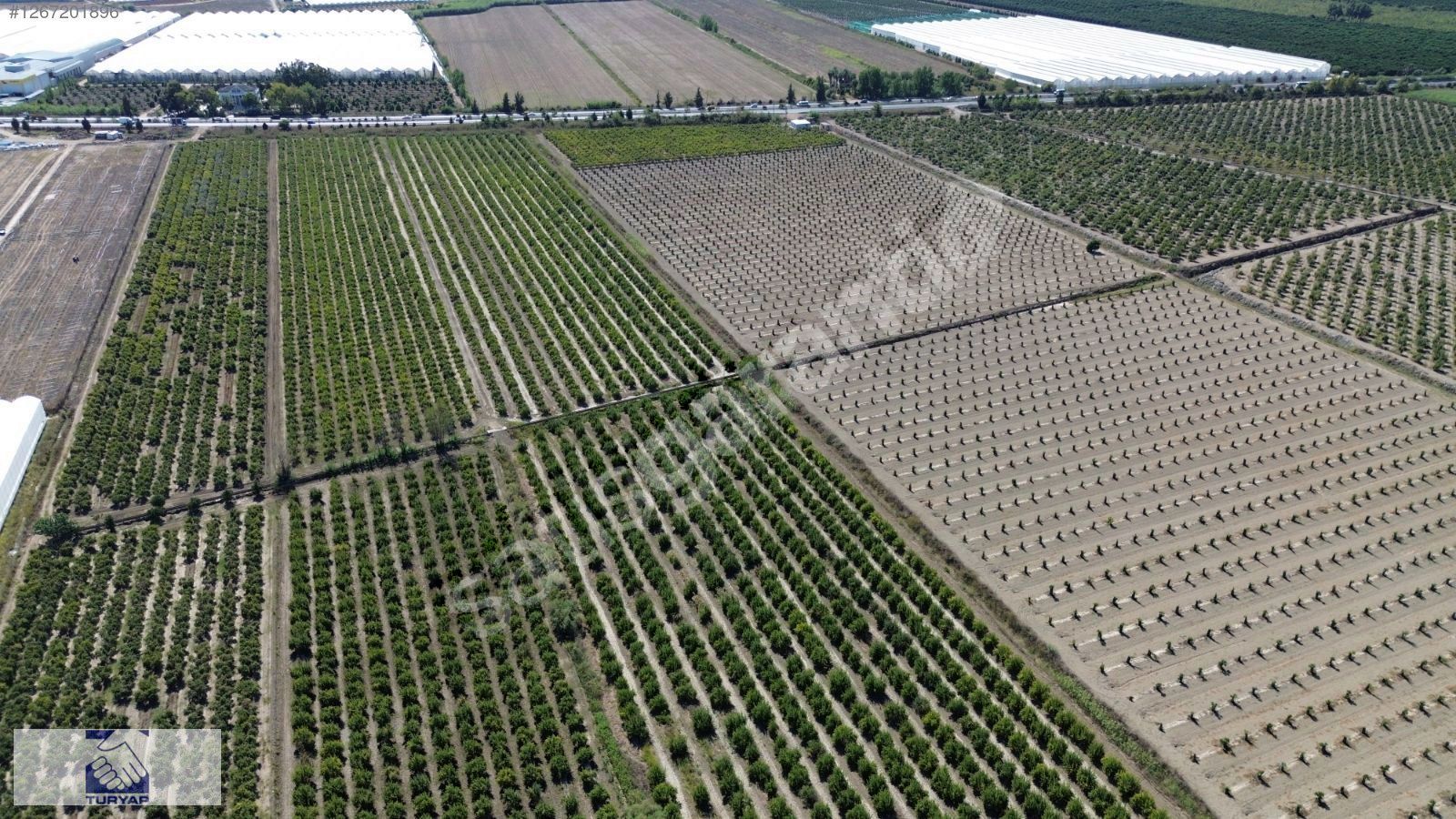 ÇAKIŞTA ÇEVREYOLUNA SIFIR 14.600M² SATILIK BAHÇE