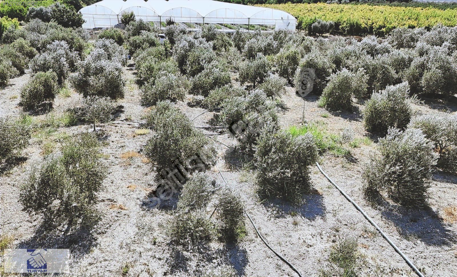 Taşağılda yatırımlık Tarla