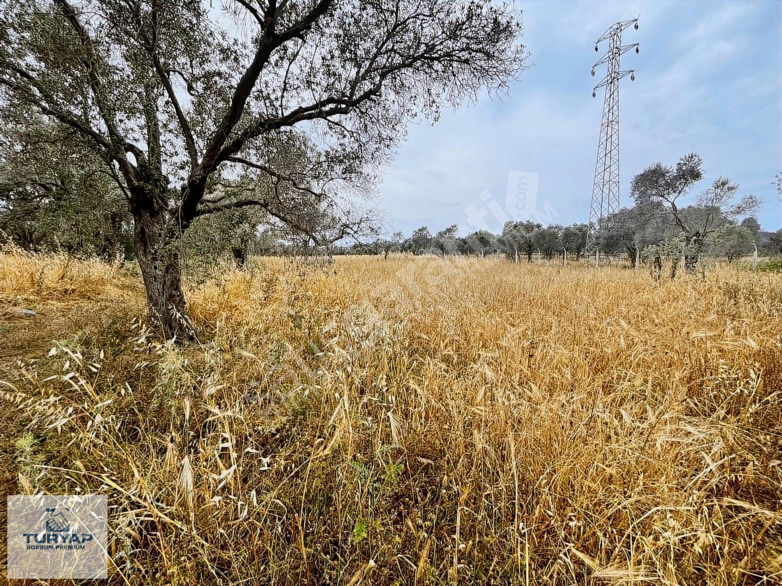 mumcular sanayi yakını 4 dönüm kiralik tarla