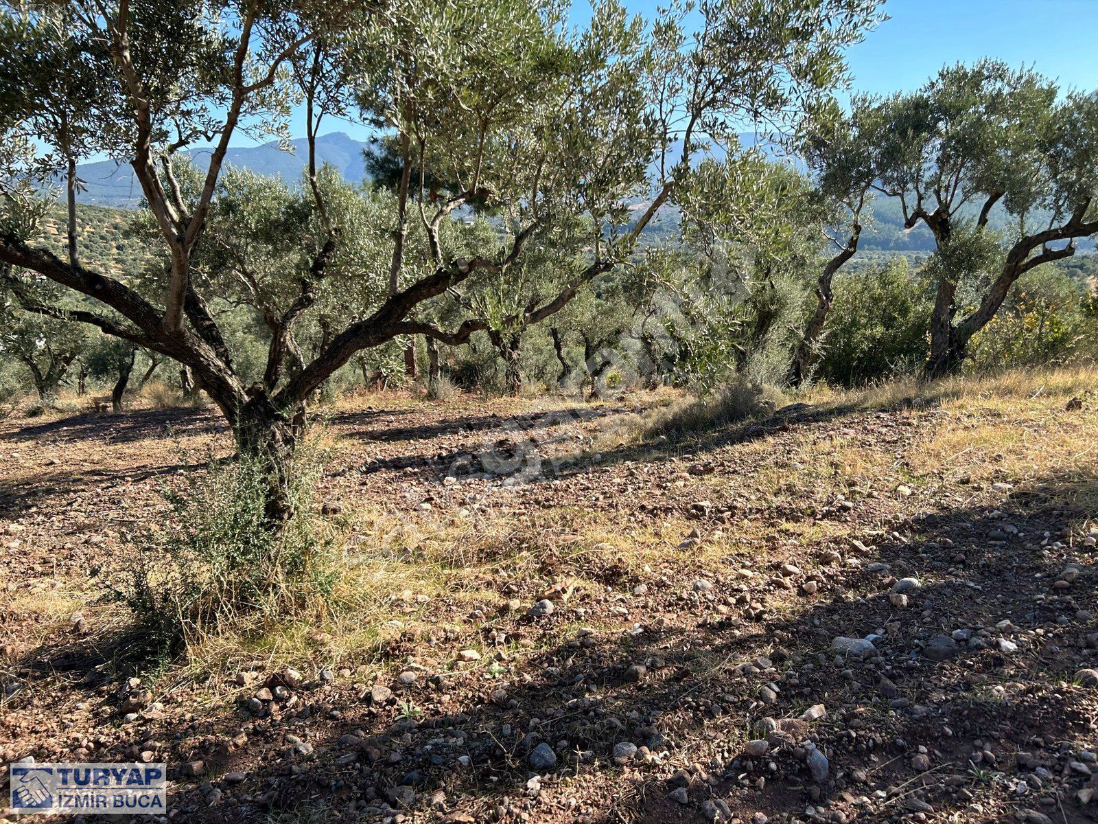 BUCA TURYAP'TAN 11.550 M2 MÜSTAKİL TAPULU, PAZARLIK PAYIMIZ VAR