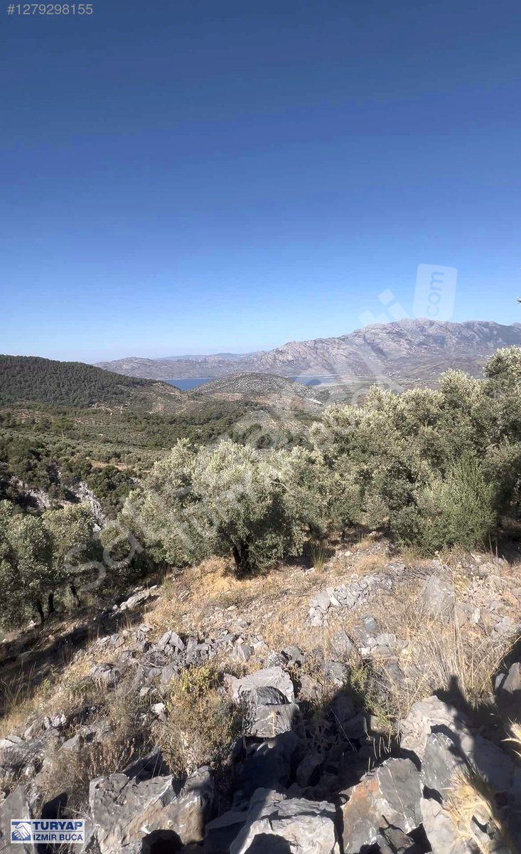TURYAP'TAN MUĞLA PINARCIKTA SATILIK ZEYTİNLİK