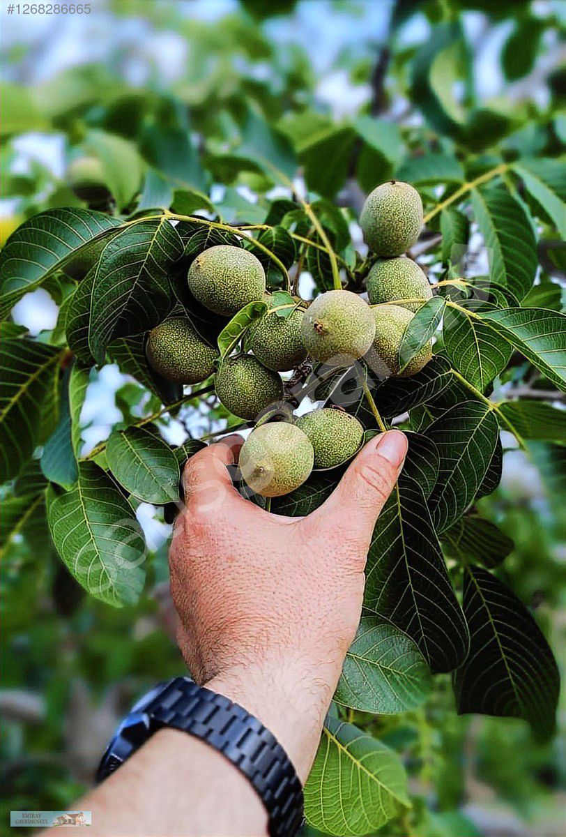 ŞARKÖY ERİKLİCE EKİLİ CEVİZ VE MEYVE BAHÇESİ