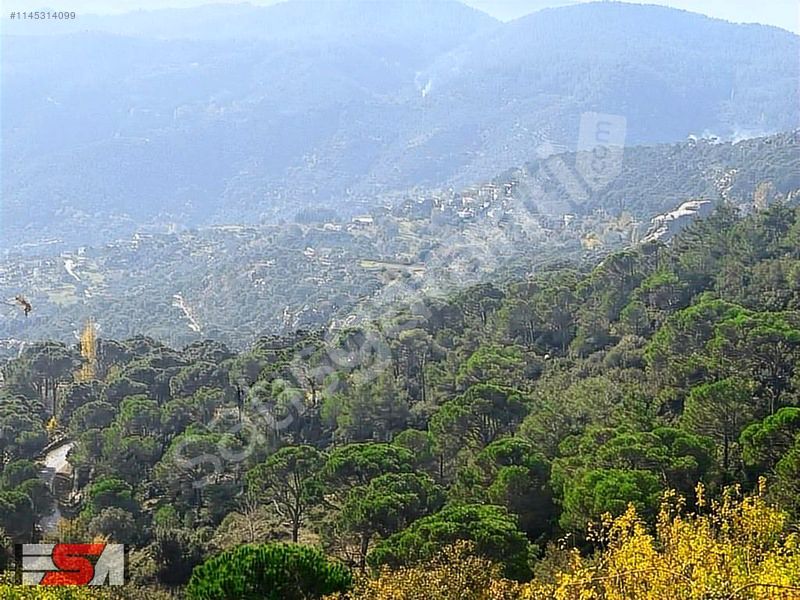 MUĞLA MİLASTA ANA YOLA 50METRE MESAFEDE SATILIK ZEYTİNLİK