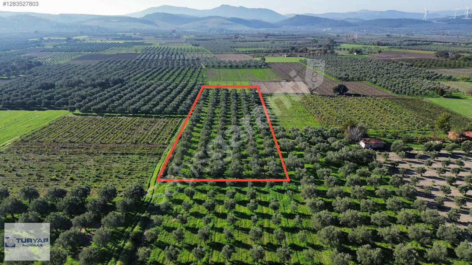 MÜSTAKİL TAPULU,ASFALTA YAKIN KONUMDA 4530 M2 ZEYTİNLİK