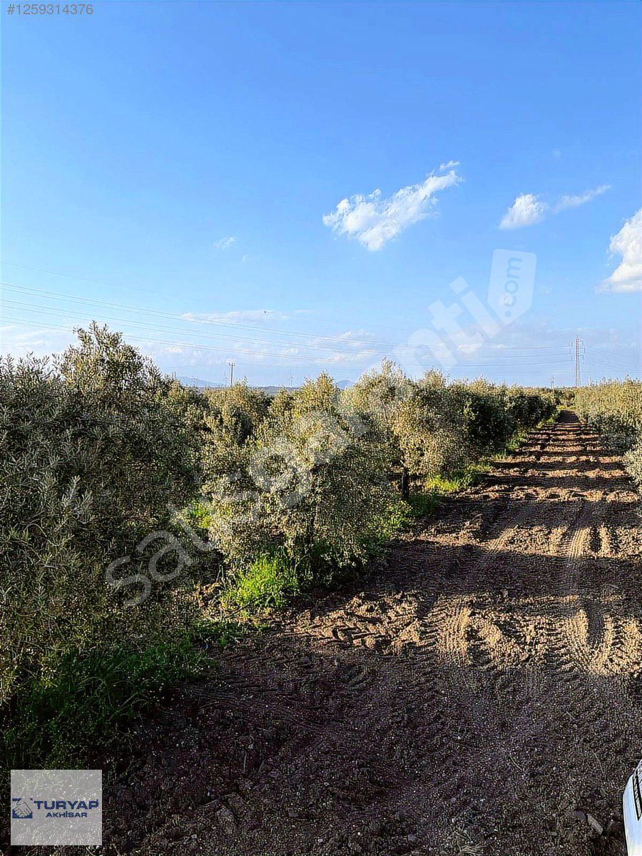 Turyap dan Kayalıoğlun da Bakımlı Zeytinlik