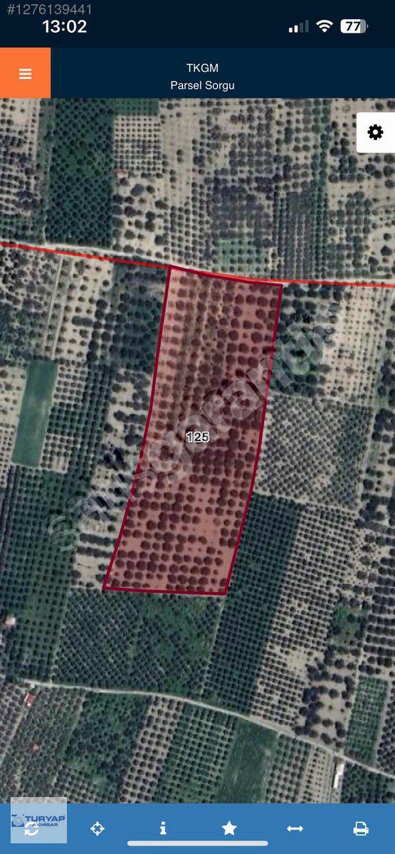 Akhisar Eroğlu Tek Parça 31 Dönüm Satılık Verimli Zeytinlik