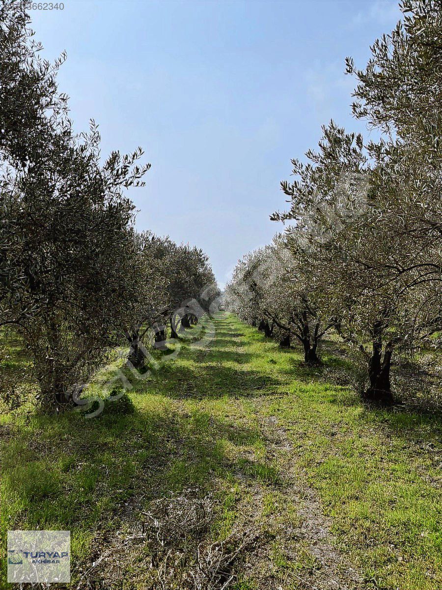 IŞIKKÖY'DE ASFALTA BİR PARSEL MÜSTAKİL TAPULU 4300 M2 ZEYTİNLİK