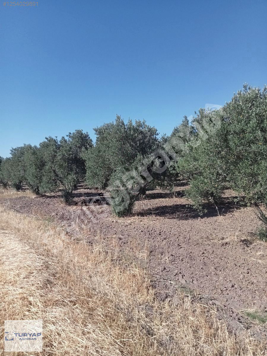 Akhisar Turyap,tan organize sanayi yakını'tek tapu satılık