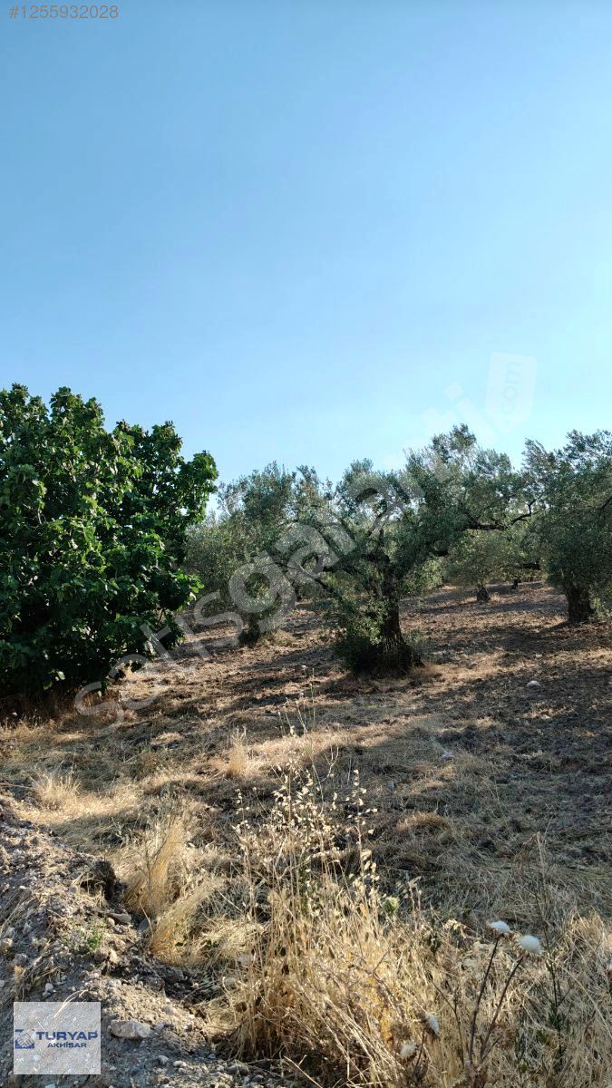 Akhisar turyap tan satılık