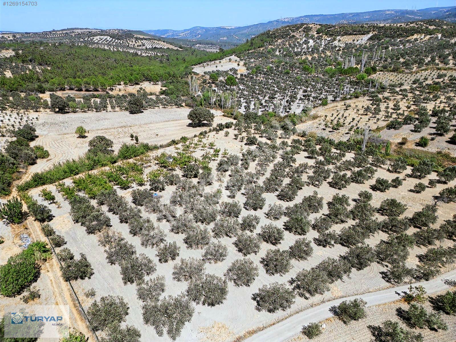 YOK SENESİNDE 3 TON ZEYTİN VEREN SATILIK ZEYTİNLİ TARLA