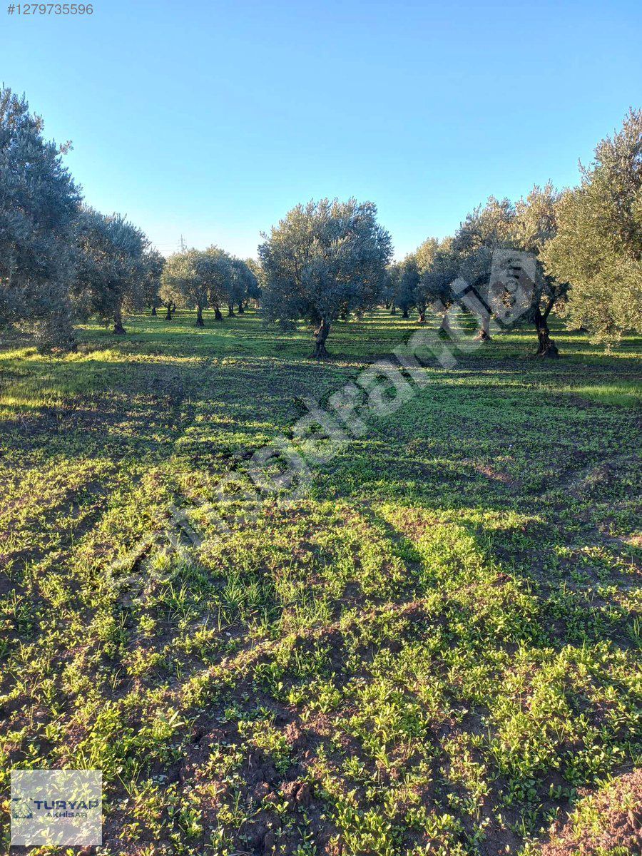 KAPAKLI DA KEMER OVA MEVKİİN DE SATILIK ZEYTİNLİK