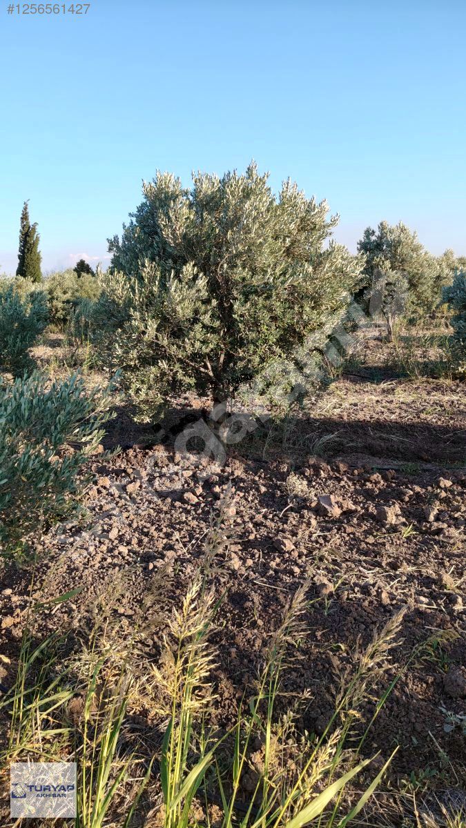 Akhisar turyap, tan acil satılık