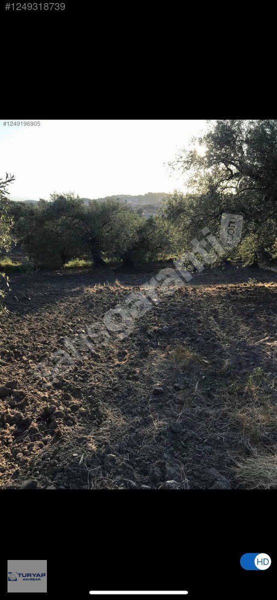 ZEYTİNLİOVA DA KUPON ZEYTİNLİK