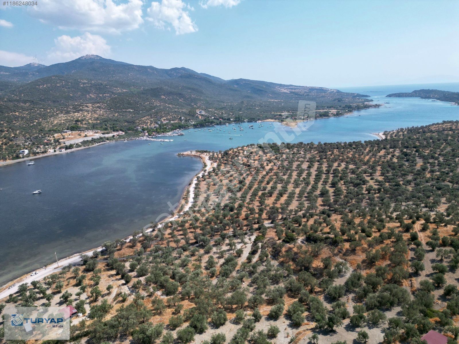 DİKİLİ BADEMLİ'DE SATILIK ZEYTİNLİK