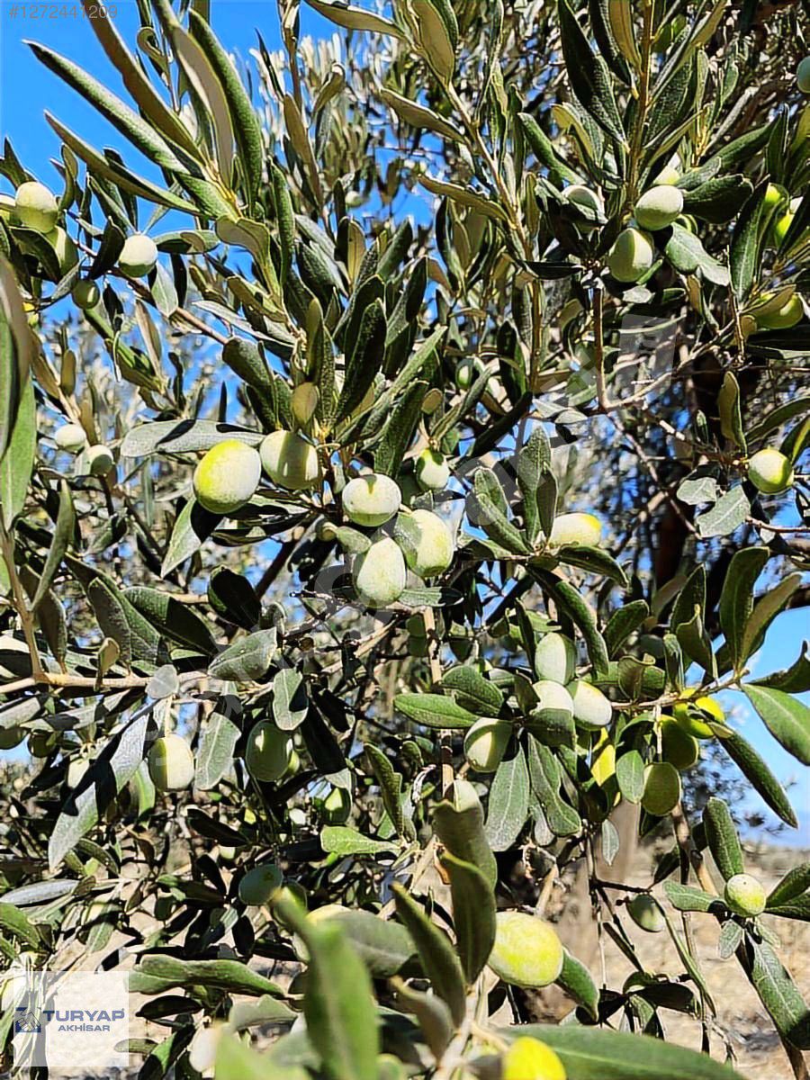 TURYAP Akhisar'dan Süleymanlı Mahallesi'nde Satılık Zeytinlik