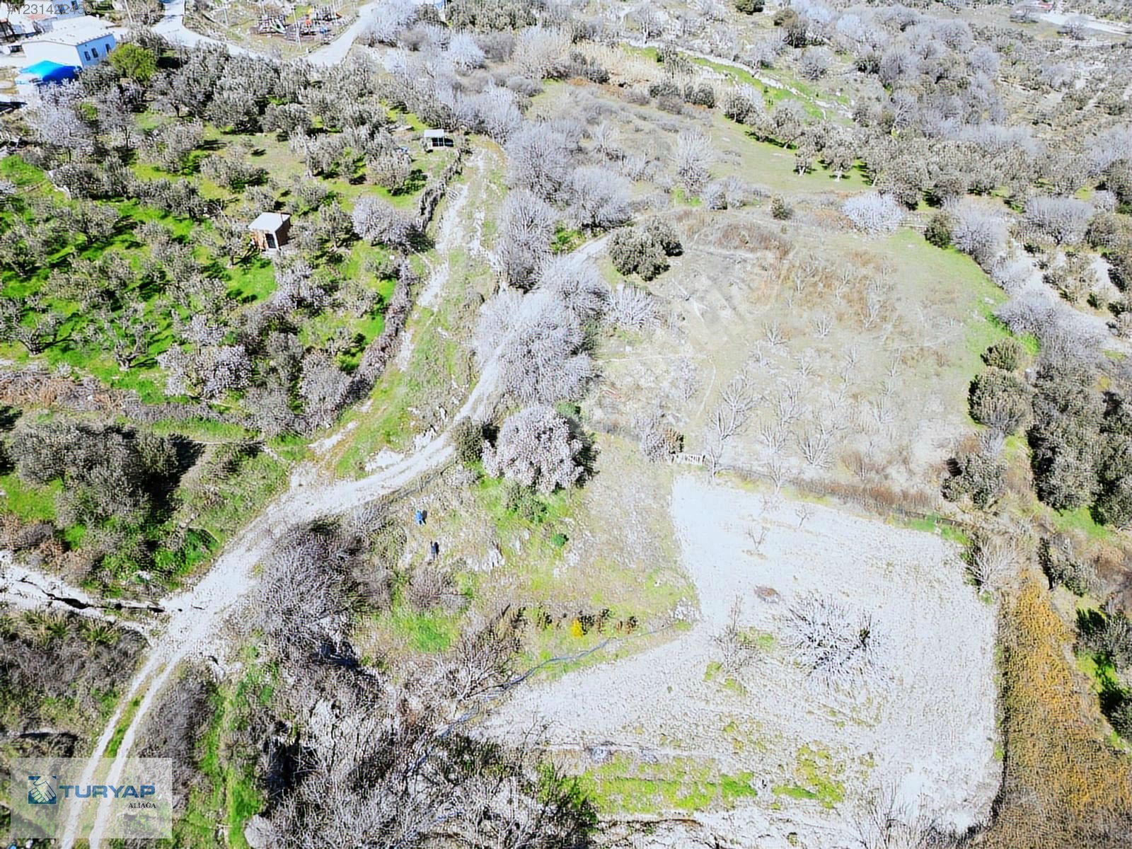 GÜZELHİSAR'DA SATILIK ZEYTİNLİK