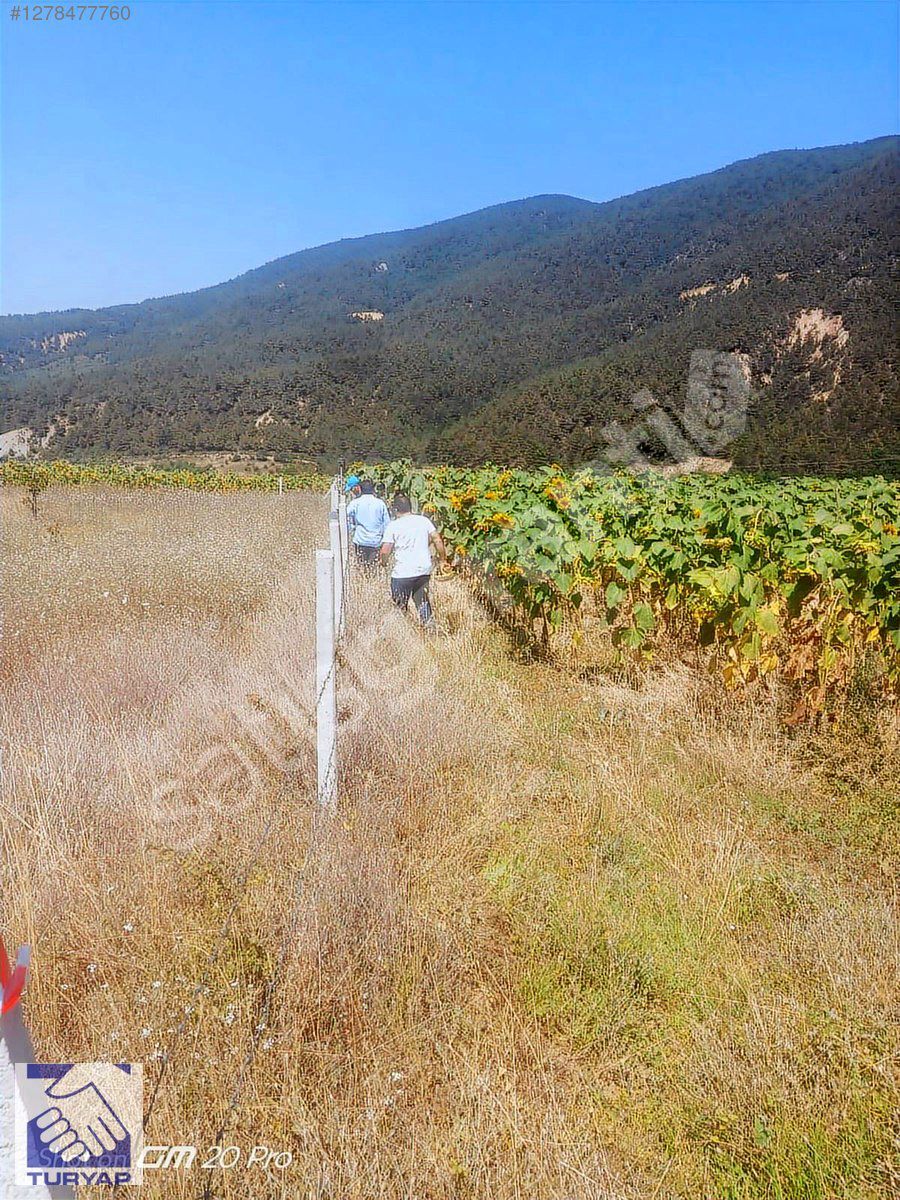 TURYAP'TAN SAKARYA GEVYE'DE AYÇİÇEĞİ EKİLİ 2425 METREKARE TARLA