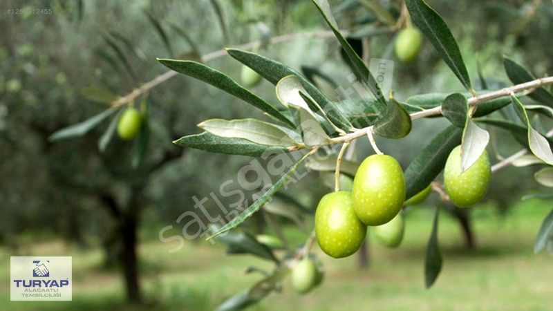 TURYAP'tan BAYINDIR'da YATIRIMCIYA 6.413 m² TEK TAPU ZEYTİNLİK