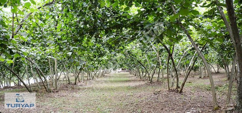 TURYAPT'tan AKÇAKOCA'da 720 OCAKLI FINDIK BAHÇESİ