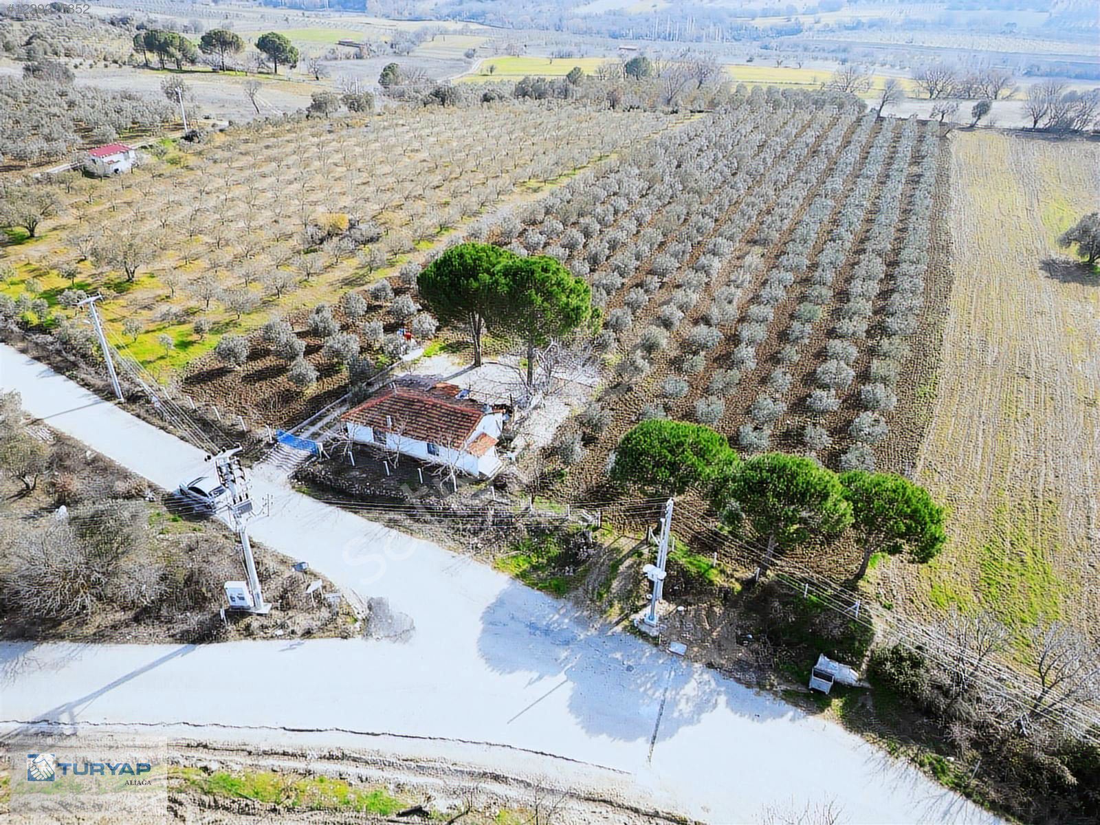 İZMİR BERGAMA HAMZALISÜLEYMANİYE DE 5700 M2 SATILIK ZEYTİNLİK