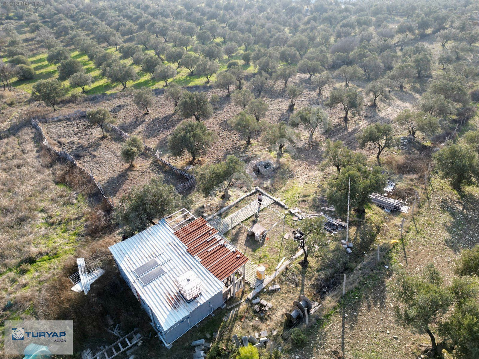 ALİAĞA HELVACI DA MÜSTAKİL TEK TAPULU ZEYTİNLİK