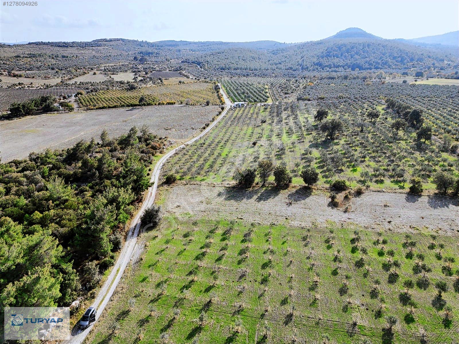 BERGAMADA FIRSAT SATILIK ZEYTİNLİK