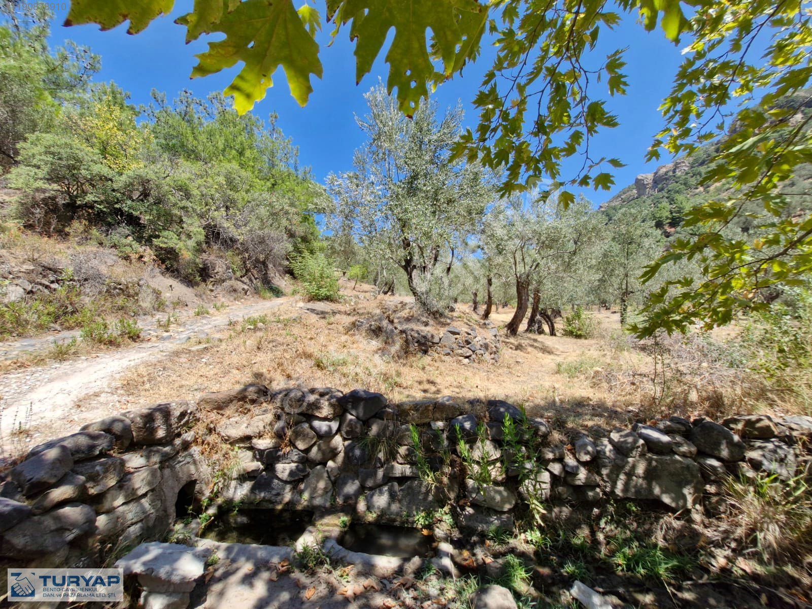 Çanakkale Ayvacık 9313 m2 Deniz Manzaralı Satılık Zeytinlik