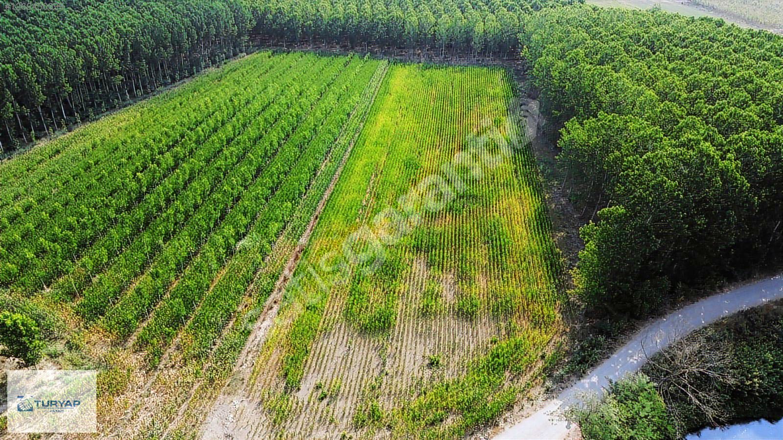 TURYAP AKYAZI'dan BALBALI AKARCADA SATILIK 6570 M2 TARLA