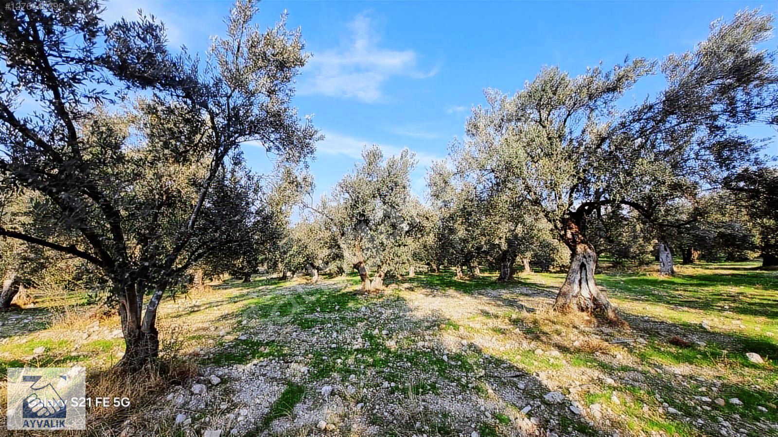 Ayvalık'ta Mutluköy Sınırında Uygun Fiyatlı Verimli Zeytinliklik
