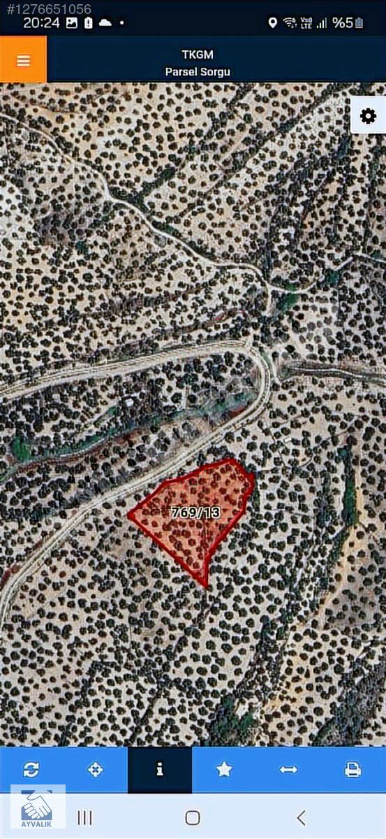 Turyap'tan Ayvalık'tan 7490 m2 Verimli Zeytinlik