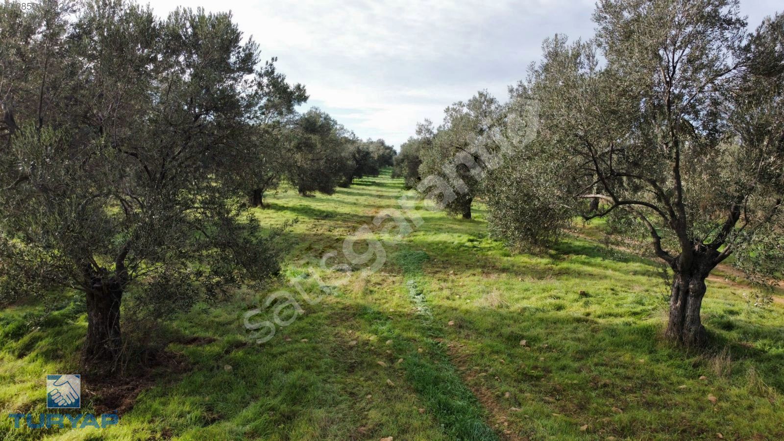 TURYAP'TAN MERKEZE 4 KM. 38 DÖNÜM ZEYTİNLİK