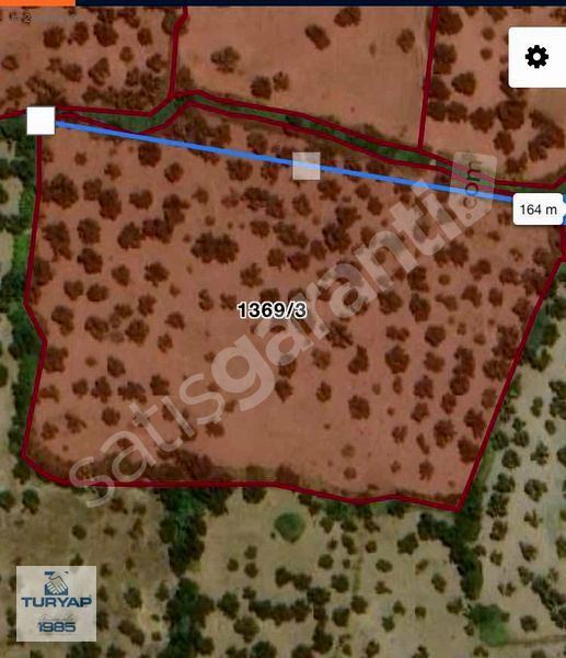 CUNDA ADASINDA DENİZ MANZARALI YATIRIMLIK 15.970 m2 ZEYTİNLİK