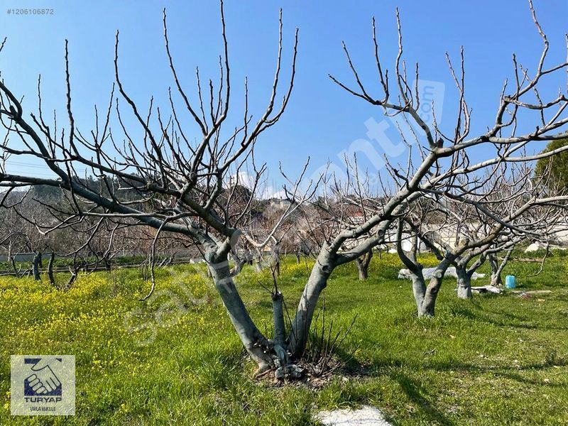 TURYAP Urla İskele | İçmelerde 300 m Denize İmarlı Arsa