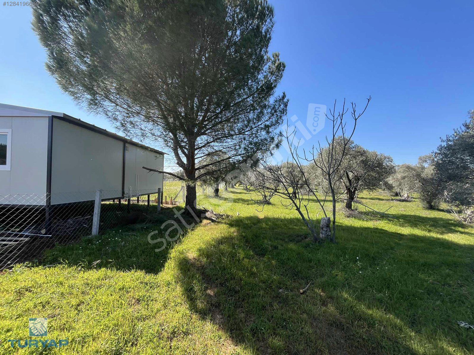 Torbalı Dirmil Mah 1331m2 Zeytinlik İncir Bahçesi