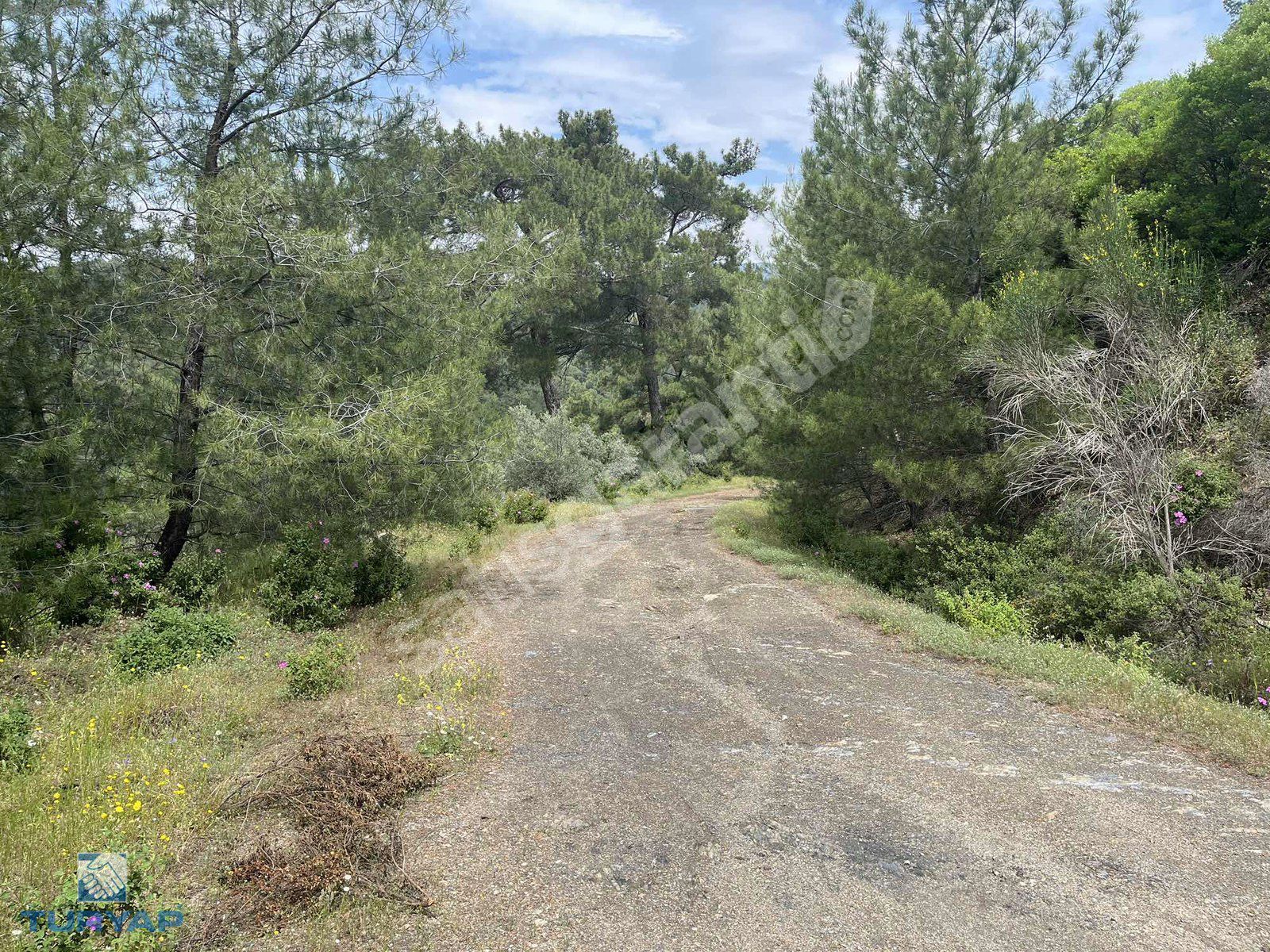 Torbalı Helvacı Mah.9412 m2 Müstakil Parsel Zeytinlik