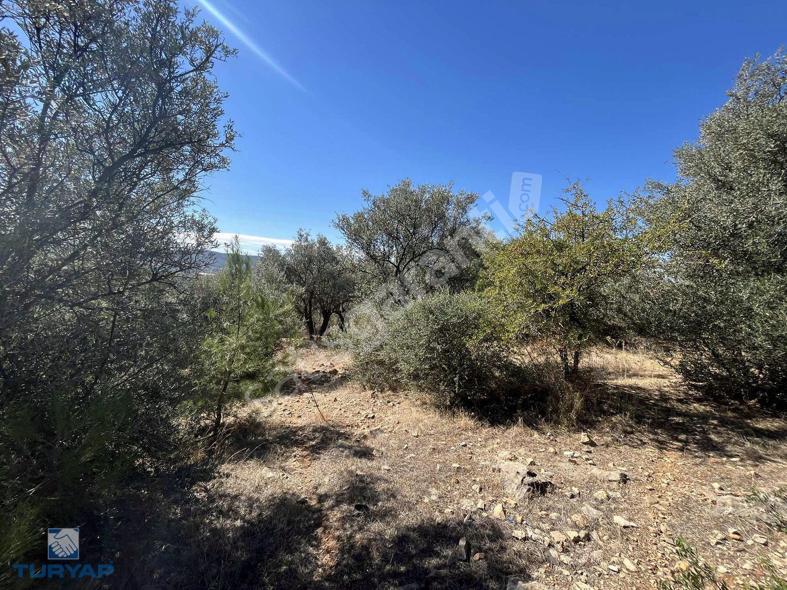 Torbalı Dirmil Mah.3246 m2 Müstakil Parsel Zeytinlik
