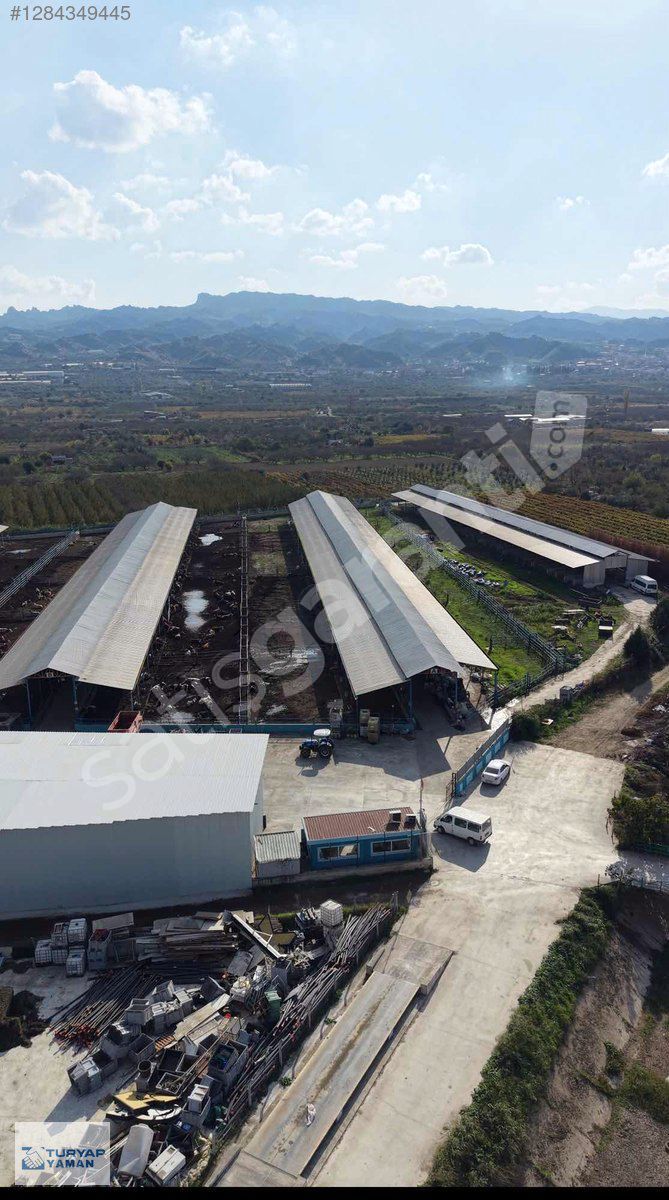 TURGUTLU'DA 2.500 BÜYÜK BAŞ KAPASİTELİ BESİ ÇİFTLİĞİ