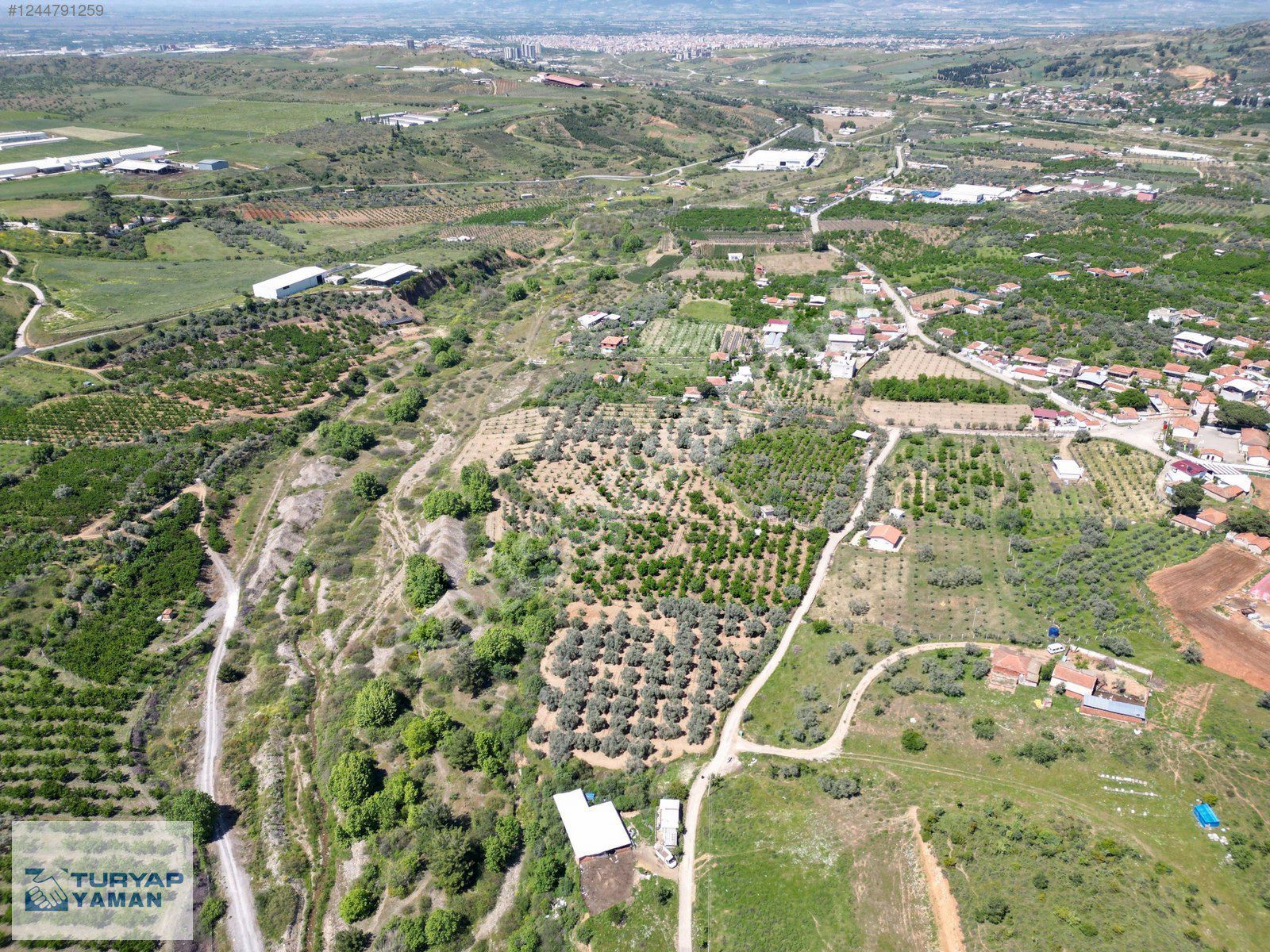 TURYAP YAMANDAN ÇEPNİBEKTAŞ KÖYÜNDE YETİŞKİN ZEYTİNLİK