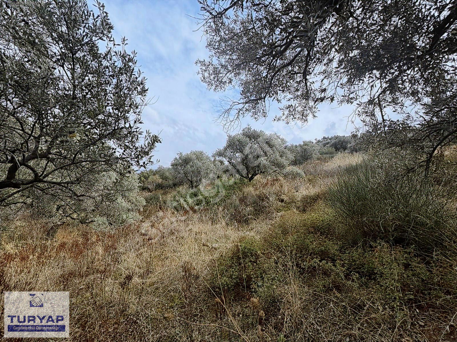 MANZARALI BAHRİYE TEK TAPU ZEYTİNLİK YATIRIM FIRSATI!