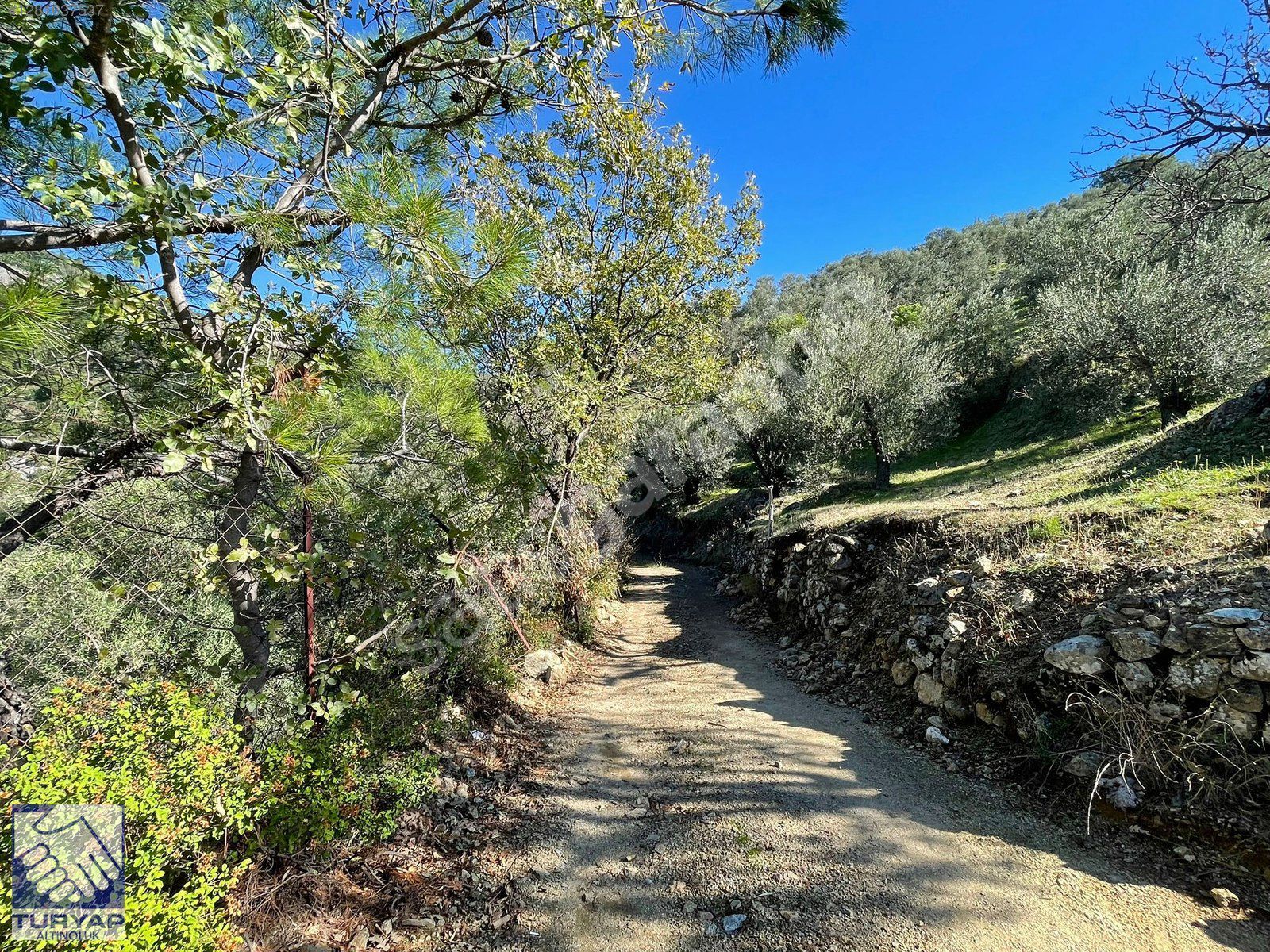 ALTINOLUK DOYRAN KÖYÜNDE 4.463 m² SATILIK ZEYTİNLİK