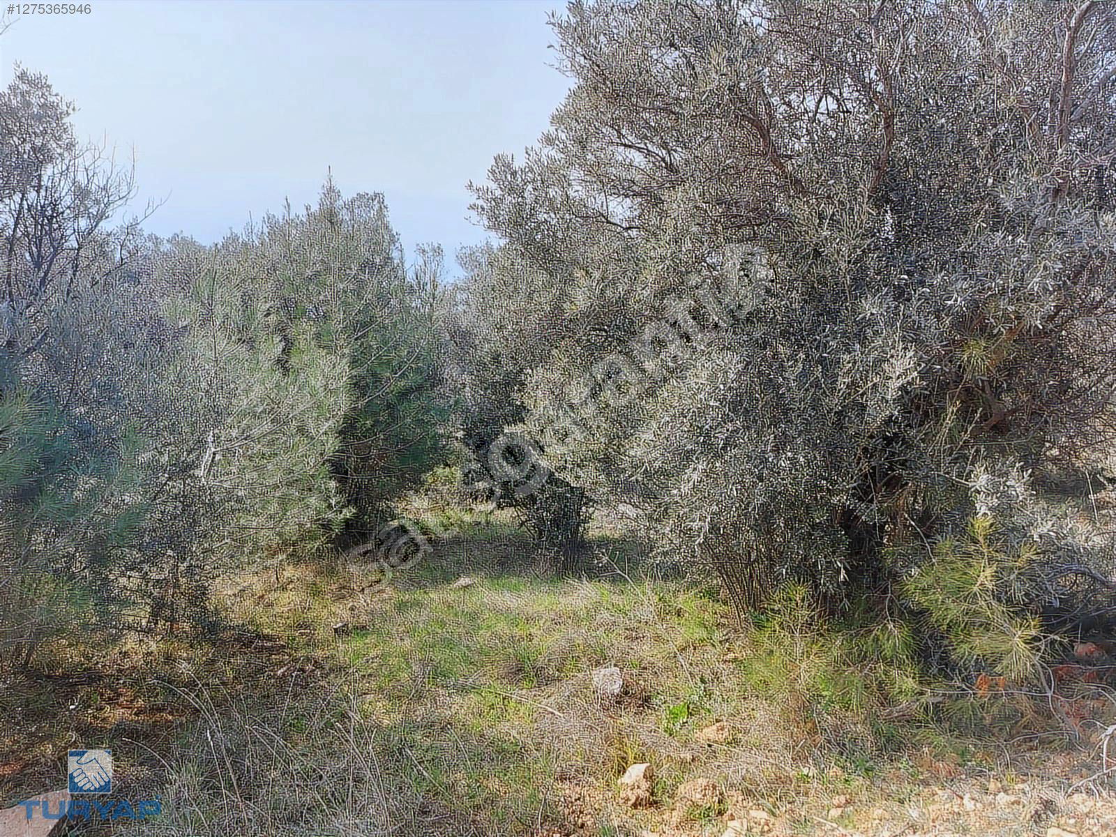 Torbalı Dirmil Mah 1488m2 Ata Mirastan Bölünme Zeytinlik