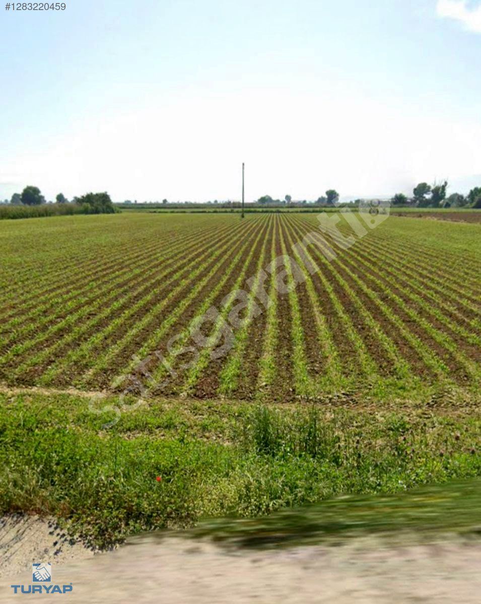 BAYINDIR HASKÖY'DE ELEKTRİK SU YOL MEVCUT 11.484M2 SATILIK TARLA