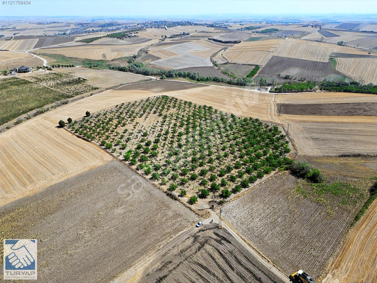 MARMARA EREĞLİSİ ÇEŞMELİ KÖYÜNDE SATILIK 43 DÖNÜM TARLA CEVİZLİK
