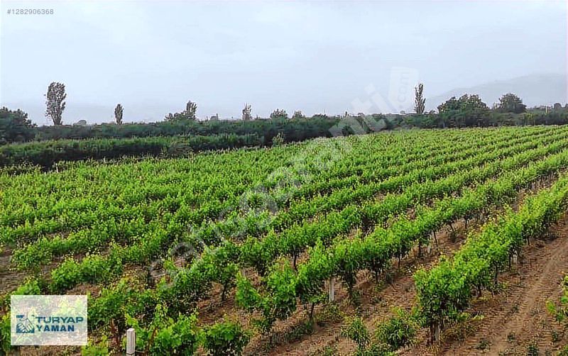 BOSTANLI MEVKİİNDE 5 YAŞINDA 10 DÖNÜM SATILIK VERİMLİ ÜZÜM BAĞI