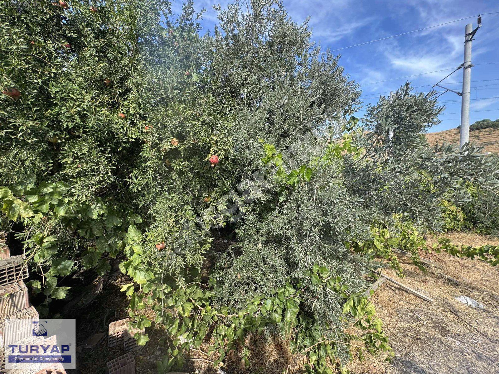 Turyap tan Zeytinovada Müstakil Bahçeli Satılık Avlu