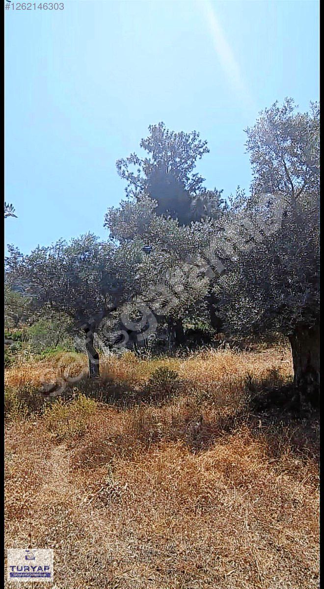 TURYAP'TAN ÜZÜMLERDE SATILIK TEK TAPU 4716m2 KÖYE 100m TARLA