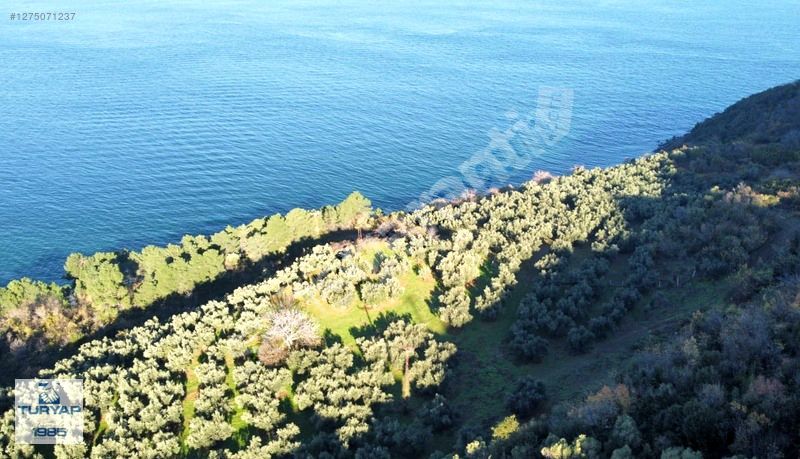 TURYAP ÇİFTLİKKÖYDEN ESENKÖYDE 2 DÖNÜM SATILIK HİSSELİ TARLA